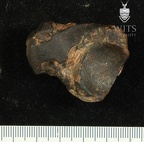 STW 88 Australopithecus africanus TTALR plantar
