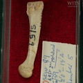 STW 89 Australopithecus africanus MT2L medial