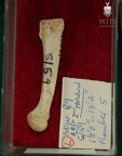 STW 89 Australopithecus africanus MT2L medial