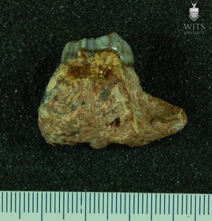 STW 92 Australopithecus africanus partial left maxilla anterior