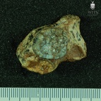 STW 92 Australopithecus africanus partial left maxilla inferior