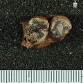 STW 95 Australopithecus africanus partial right maxilla inferior