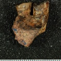 STW_95_Australopithecus_africanus_partial_right_maxilla_medial.JPG