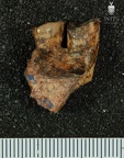 STW 95 Australopithecus africanus partial right maxilla medial