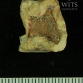 STW 96 Australopithecus africanus LLM3 apical