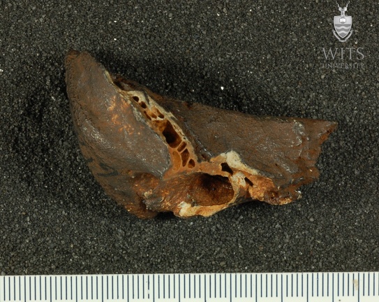 STW 98 Australopithecus africanus TMPL lateral
