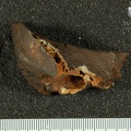 STW 98 Australopithecus africanus TMPL lateral