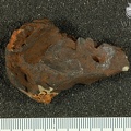STW 98 Australopithecus africanus TMPL medial