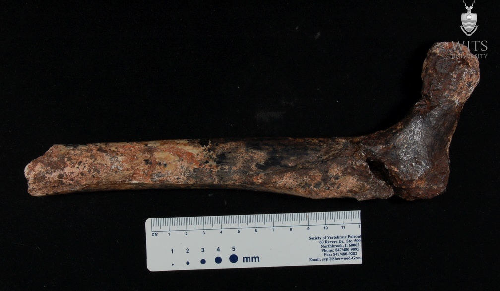 STW 99 Australopithecus africanus FEMR posterior
