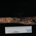 STW 99 Australopithecus africanus FEMR posterior