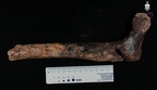 STW 99 A. africanus right femur