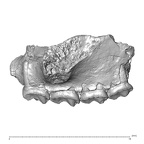 YPM 18960 Adapis parisiensis right maxilla lateral