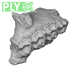 YPM 18960 Adapis parisiensis right maxilla ply