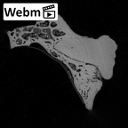 YPM 18960 Adapis parisiensis right maxilla webm