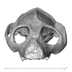 YPM PU11481 Leptadapis leenhardti cranium anterior