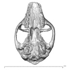 YPM PU11481 Leptadapis leenhardti cranium inferior