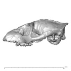 YPM PU11481 Leptadapis leenhardti cranium lateral left