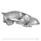YPM PU11481 Leptadapis leenhardti cranium lateral right