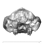 YPM PU11481 Leptadapis leenhardti cranium posterior