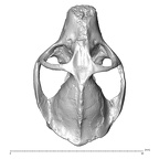 YPM PU11481 Leptadapis leenhardti cranium superior