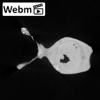 YPM PU11481 Leptadapis leenhardti cranium webm