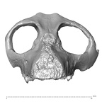 YPM PU11481 Leptadapis leenhardti maxillae anterior