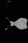YPM PU11481 Leptadapis leenhardti maxillae gif