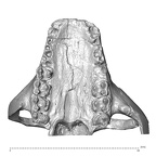 YPM PU11481 Leptadapis leenhardti maxillae inferior