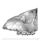 YPM PU11481 Leptadapis leenhardti maxillae lateral left