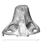 YPM PU11481 Leptadapis leenhardti maxillae superior