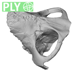 YPM PU11481 Leptadapis leenhardti maxillae ply