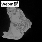 YPM PU11481 Leptadapis leenhardti maxillae webm