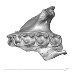 YPM PU11499 Adapis parisiensis left maxilla inferior
