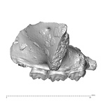 YPM PU11499 Adapis parisiensis left maxilla lateral