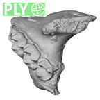 YPM PU11499 Adapis parisiensis left maxilla ply