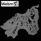 YPM PU11499 Adapis parisiensis left maxilla webm