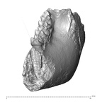 YPM PU11499 Adapis parisiensis mandible LLM1 LLM2 LLM3 anterior