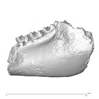 YPM PU11499 Adapis parisiensis mandible LLM1 LLM2 LLM3 lateral
