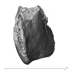 YPM PU11499 Adapis parisiensis mandible LLM1 LLM2 LLM3 posterior