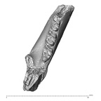 YPM PU11499 Adapis parisiensis mandible LLM1 LLM2 LLM3 superior