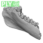 YPM PU11499 Adapis parisiensis mandible LLM1 LLM2 LLM3 ply