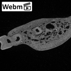 YPM PU11499 Adapis parisiensis mandible LLM1 LLM2 LLM3 webm