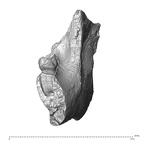 YPM PU11499 Adapis parisiensis mandible LLM3 anterior