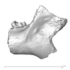 YPM PU11499 Adapis parisiensis mandible LLM3 lateral