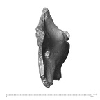 YPM PU11499 Adapis parisiensis mandible LLM3 posterior