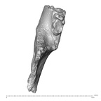 YPM PU11499 Adapis parisiensis mandible LLM3 superior