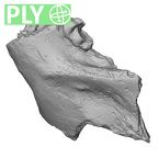 YPM PU11499 Adapis parisiensis mandible LLM3 ply
