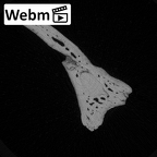 YPM PU11499 Adapis parisiensis mandible LLM3 webm