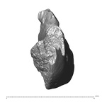 YPM PU11499 Adapis parisiensis mandible LLP3 LLP4 anterior