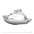 YPM PU11499 Adapis parisiensis mandible LLP3 LLP4 lateral
